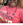 Jacqueline Johnson